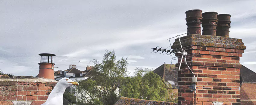 Chimney Cleaning And Restoration in Arlington, Washington